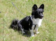 Czarujący, inteligentny i żywiołowy, miniaturka Border Collie